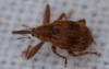Anthonomus rectirostris
